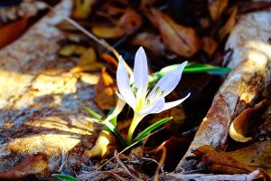 12493551 913025968752739 765747017428800398 O 300x200